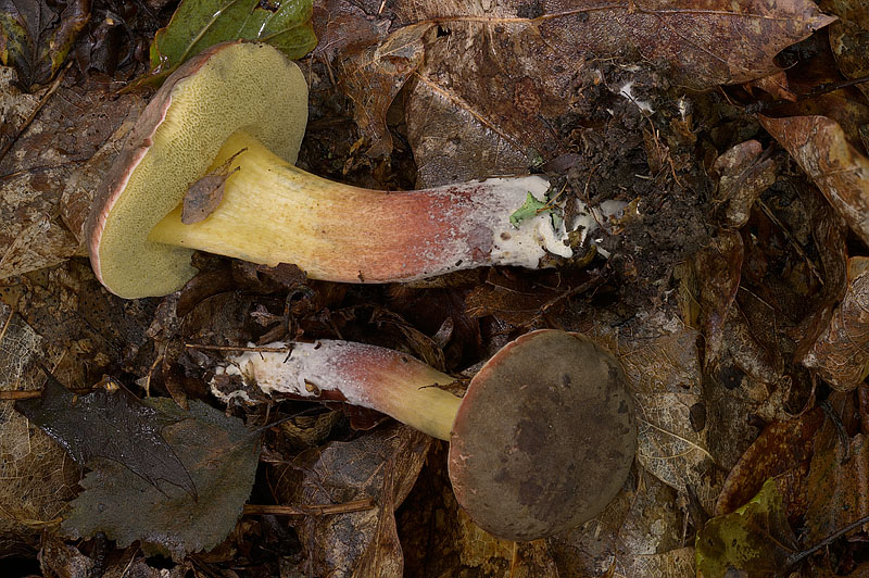 Xerocomellus pruinatus